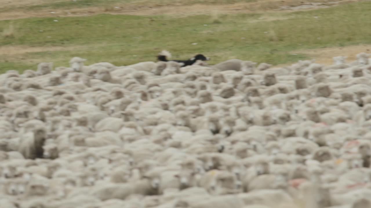 양 개 하드 메리노 양