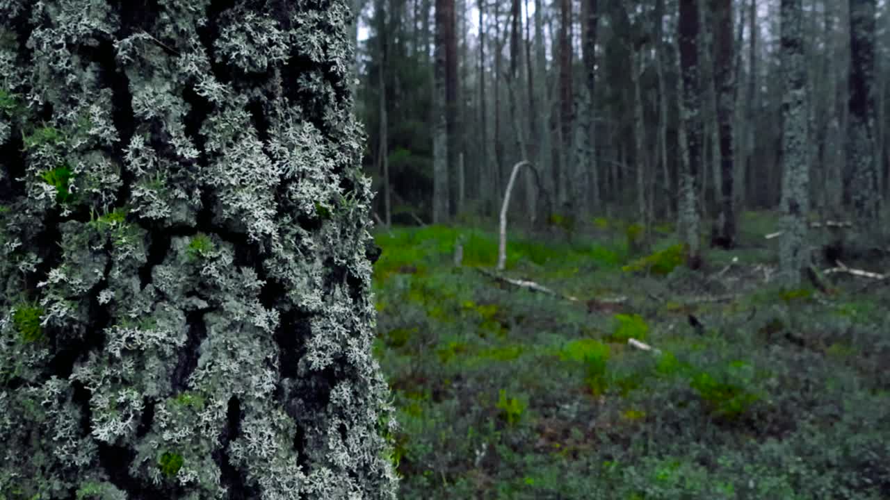 лес с покрытыми мохом деревьями