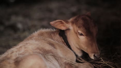 close up of calf lying down eating straw