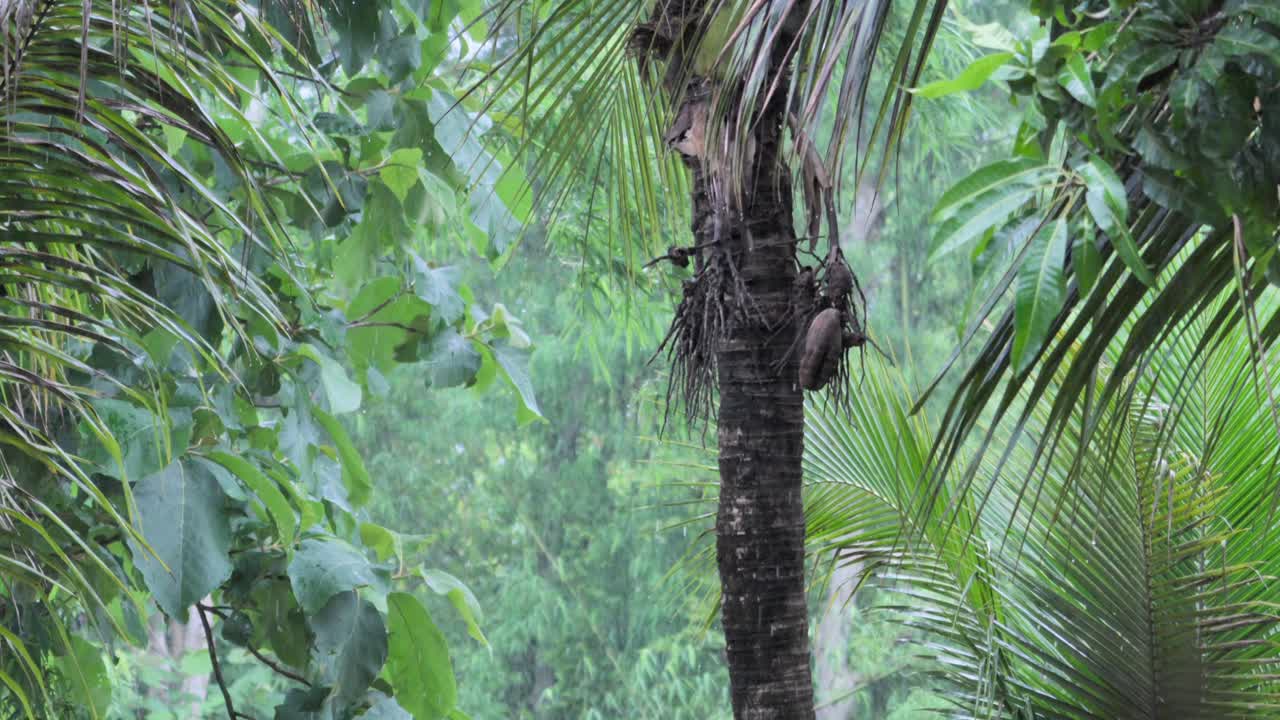 un primer plano de un árbol de coco bajo la lluvia