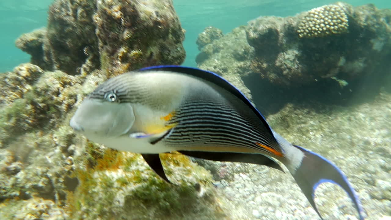 el pez cirujano del sohal