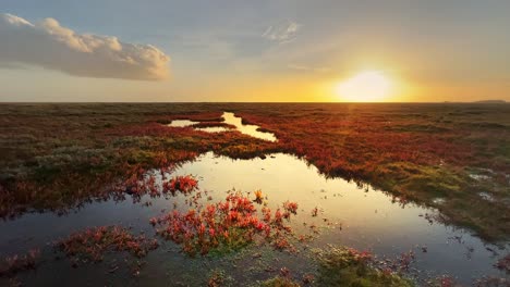 golden sunset view of bog shallow marshlands lands with a small red marsh, tidal plants, coastal scene with golden sunset, shallow rippling water, and plant life