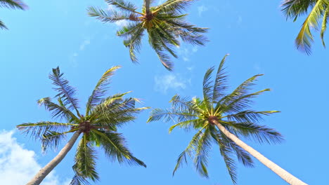 Cocoteros-Bajo-El-Cielo-Azul-Vista-En-ángulo-Bajo,-Auténtico-Paisaje-Tropical-En-Un-Día-Soleado,-Fotograma-Completo