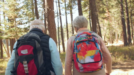 handheld back view of senior couple walking in a forest