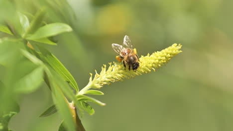 Abeja-Llena-De-Polen-En-Sus-Piernas-Sobre-Una-Flor-Al-Sur-De-Francia-Día-Soleado-De-Primavera