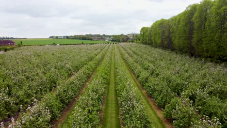 4K-drone-shot-over-the-top-on-small-trees