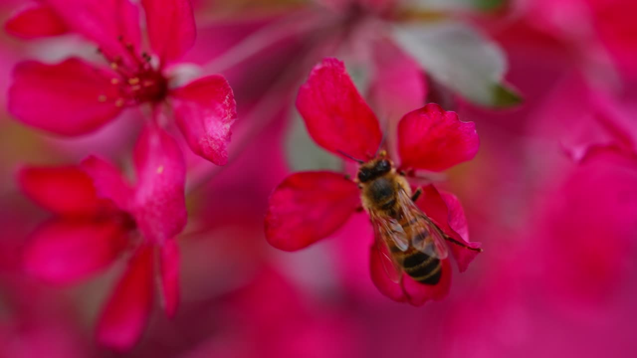 Slow motion capture of bee flying into vivid pink apple blossoms in spring light