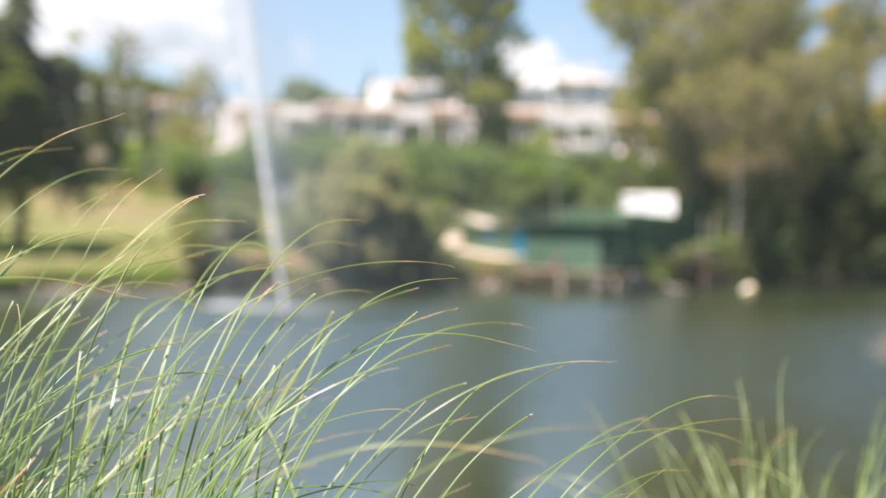 호수 옆 바람에 흔들리는 푸른 잔디