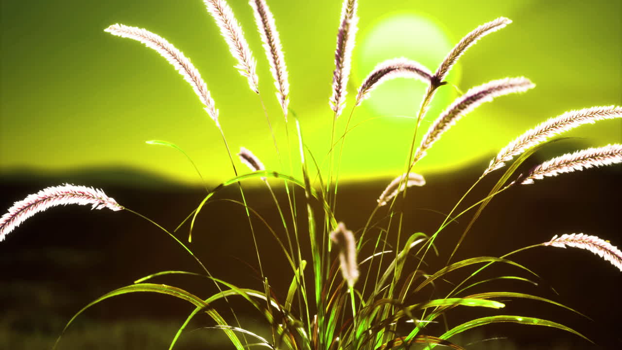 Golden sunset highlights grass swaying in the breeze near distant hills