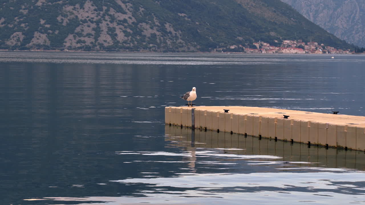 una gaviota volando justo sobre el nivel del agua de la bahía de kotor en montenegro, sus pies tocando el agua, aterrizando pesadamente en un muelle de piedra, montañas escarpadas en el fondo detrás de la bahía, estático 4k