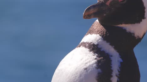 tilt up shot of a penguin busy cleaning its feathers with its hooked beak and bobbing its head