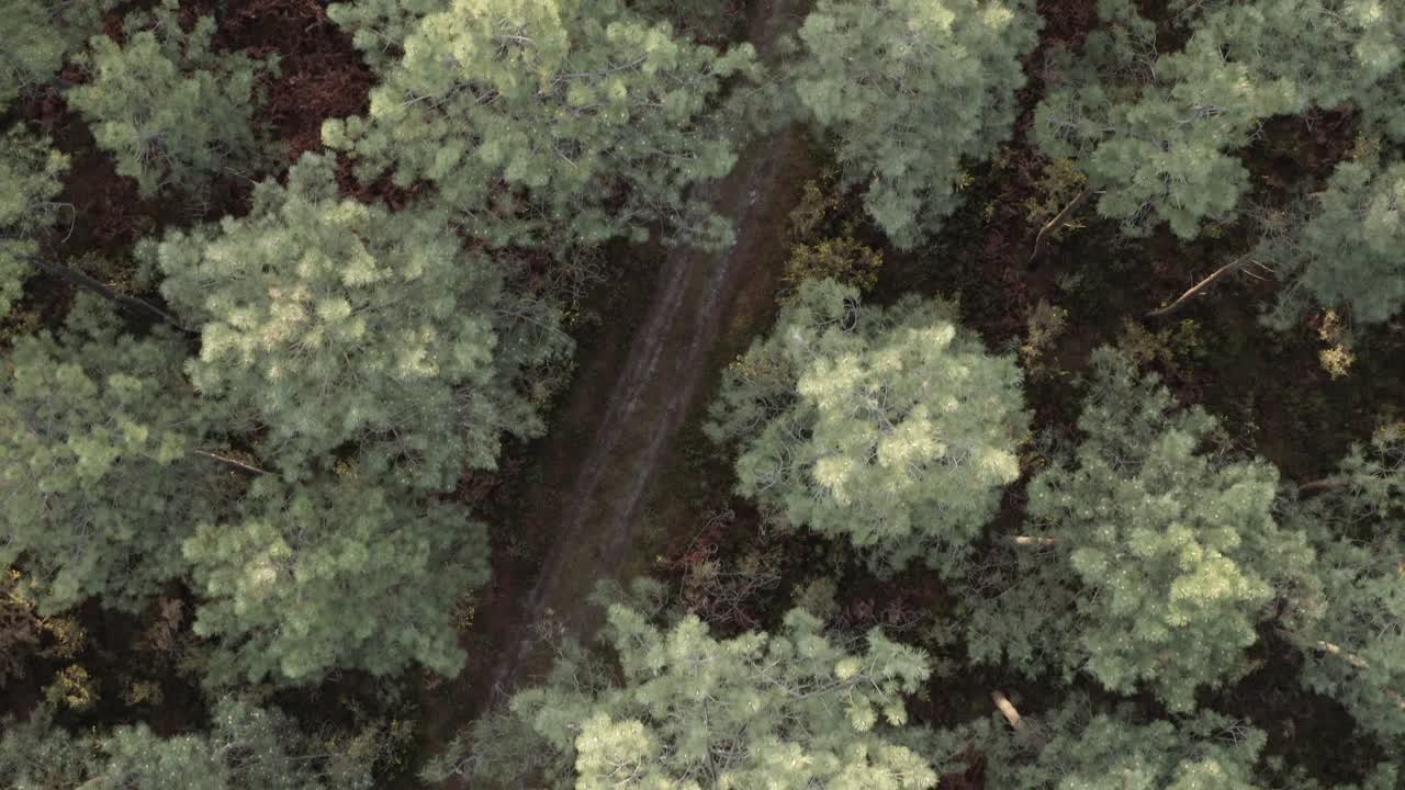 Aerial top down rising shot over pine forest canopy with path, Castets, France. Landes woodland, nature background, forest texture, drone view