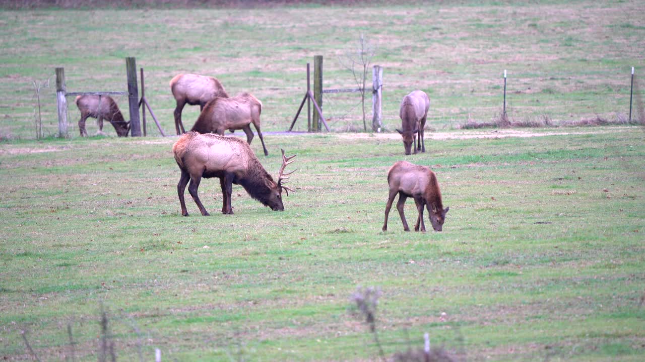 A large herd of elk graze in farm fields in Boxley Valley, Arkansas.