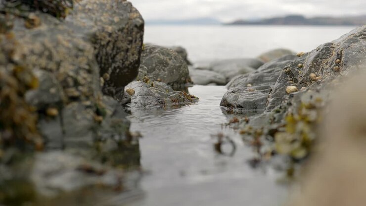 Un lento rivolo d'acqua dolce sfocia nel mare tra rocce coperte di cirripedi e alghe