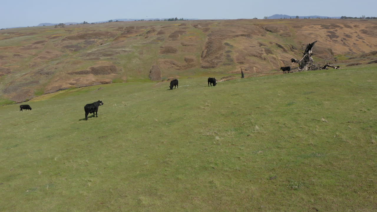 Livestock cows grazing on a countryside pasture
