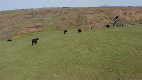 vee koeien grazen op een weiland platteland