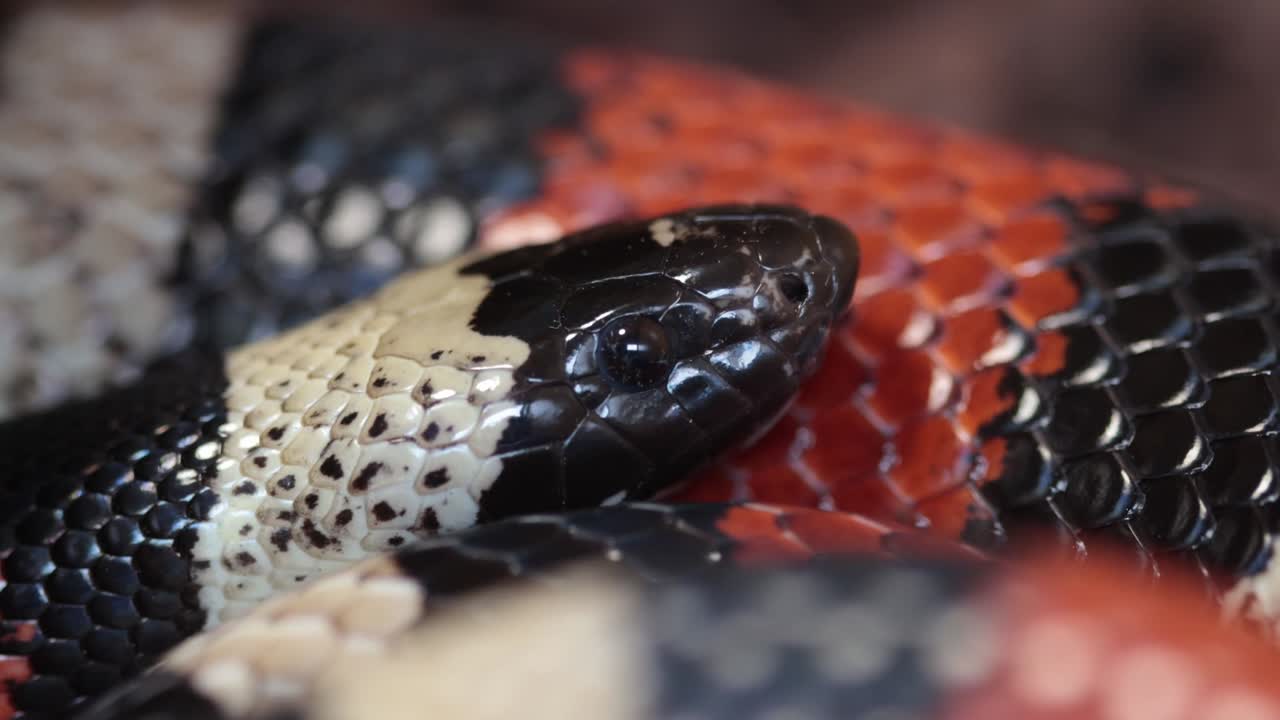 Primo piano di un serpente del latte di Puebla, Lampropeltis triangulum campbelli, un rettile colorato imparentato con i serpenti reali.