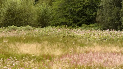 mid shot of the meadows at garw valley, afan, cynonville