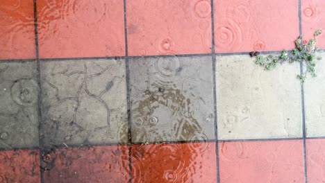 bad weather. the rain goes on dirty paving slab.