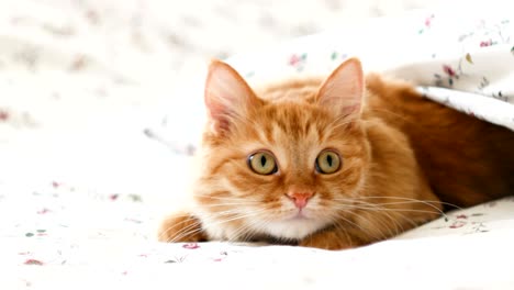 lindo gato de jengibre tendido en la cama. mascota esponjosa cómodamente asentado para dormir bajo la manta. acogedor fondo de la casa con mascota graciosa
