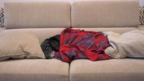 senior labrador dog rests under a red blanket while sleeping in a couch