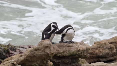 african penguin , or cape penguin, preening feathers on eachother while standing on rocks, breaking waves in background