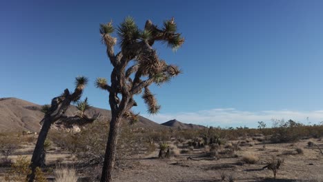 Zeitraffervideo-Der-Joshua-Trees-Im-Joshua-Tree-Nationalpark-In-Kalifornien