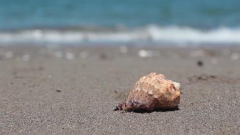 Mit-Pantoffelhintergrund-Am-Strand-Spazieren-Gehen-1