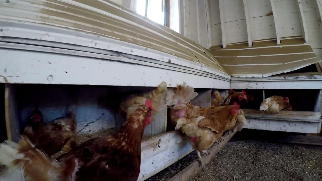 ⁇ 집에서  ⁇ 을 잡는  ⁇  4k