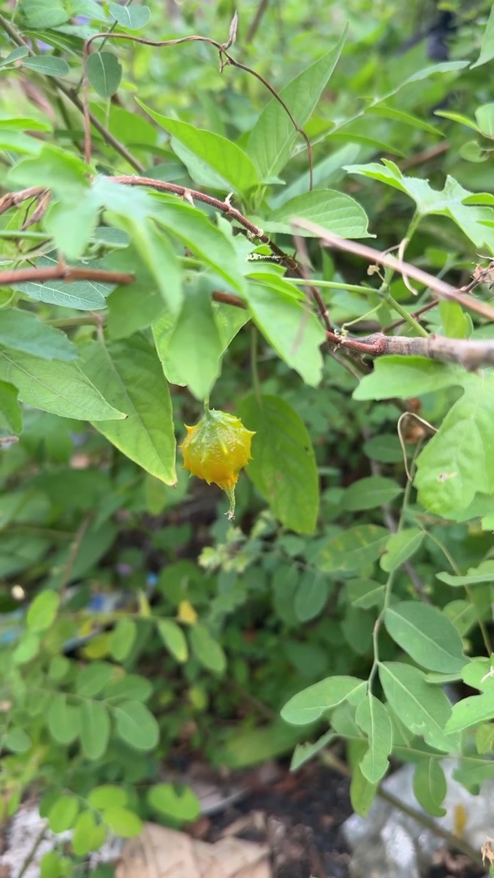 Small Yellow Spiky Fruit Hanging from a Green Vine