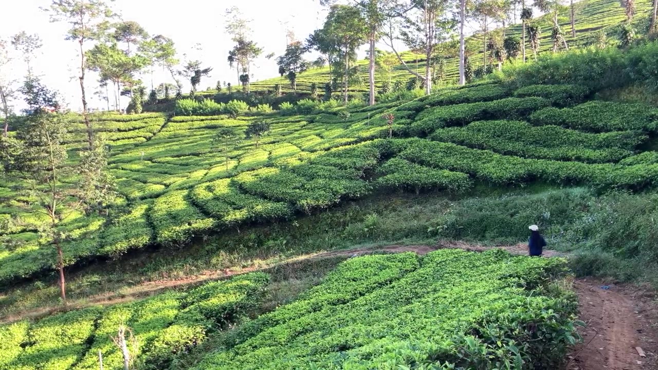 Ripresa panoramica al rallentatore di una donna in lontananza con un cappellino che corre in discesa su un sentiero sterrato attraverso una bellissima e lussureggiante piantagione di tè verde. Concetto di fitness all'aperto nella natura e stile di vita attivo