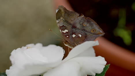 brown butterfly collecting nectar of white flower with legs in garden,macro view