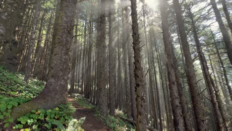 Sunrays-shine-through-conifer-trees-of-the-Oregon-coast