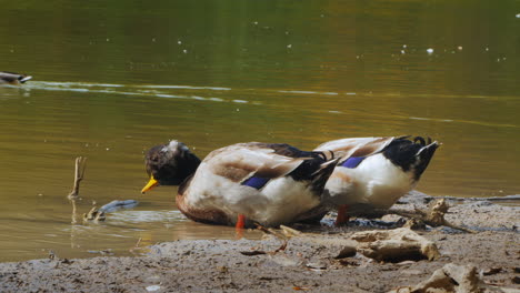 two ducks drinking water at the pond's edge