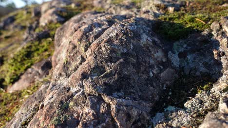 close up of rock, moss and lichen on vancouver island, canada, lone tree hill