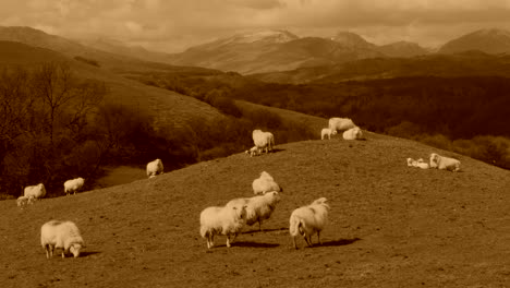 Sheep-on-hill-mound-with-mountains-in-the-background,-North-Wales-in-the-UK