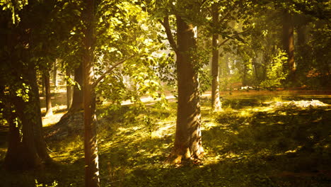 la luz del sol brillando a través de un bosque