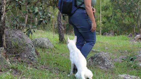 mujer fotógrafa de viajes que lleva una mochila y su cámara, camina por el bosque y juega con un perro blanco