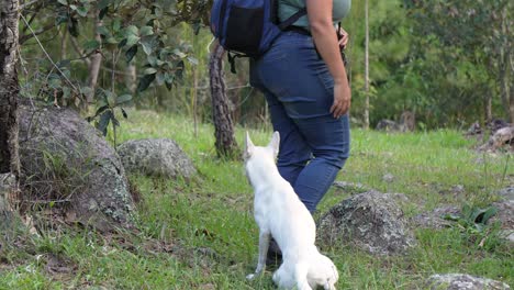 travel photographer woman carrying a backpack and her camera, walks in the forest and plays with a white dog