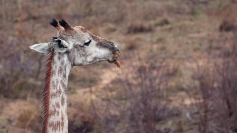 Jirafa-Mastica-Hueso-De-Animal-Mientras-La-Suave-Lluvia-Llega-A-La-Seca-Sabana-Africana