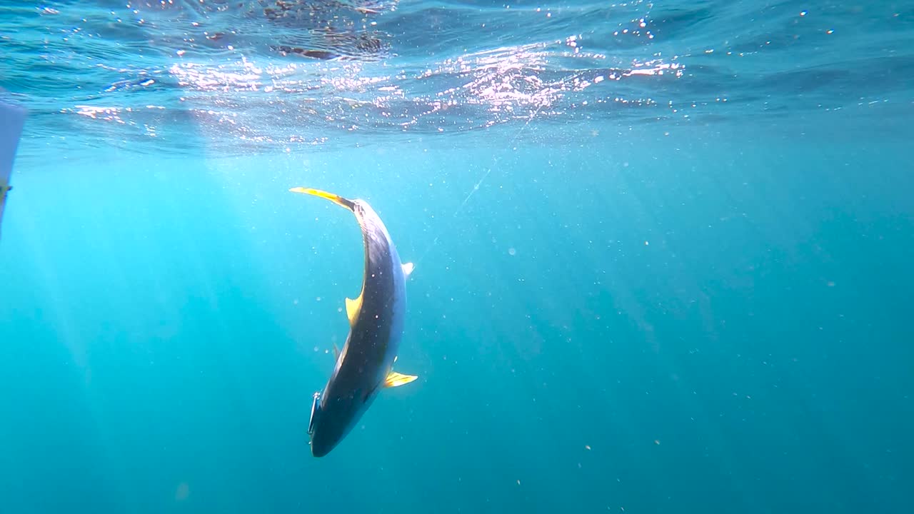 방어 물고기는 물기둥에 수직으로 떠서 막대를 바다로 끌어당긴다