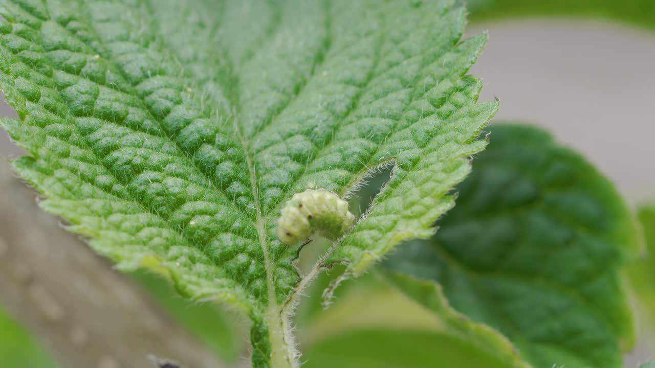 fotografía de cerca de una pequeña oruga verde comiendo hojas verdes en el jardín