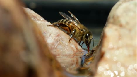 Honey-bee-sits-on-rock-and-drinks-water,-close-up
