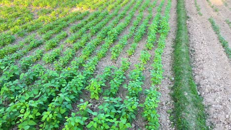 Bean-plant-seedlings-growing-in-dry-arid,-pan-right-view