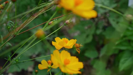 las abejas se alimentan de las hermosas flores amarillas de