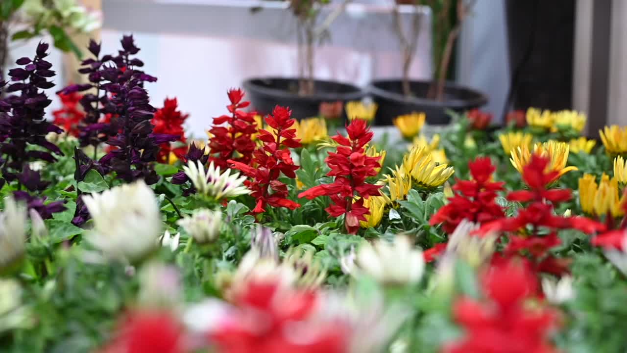 Winter flowers thoughtfully chosen by UAE city municipalities to enhance the beauty of the country's roads and sidewalks