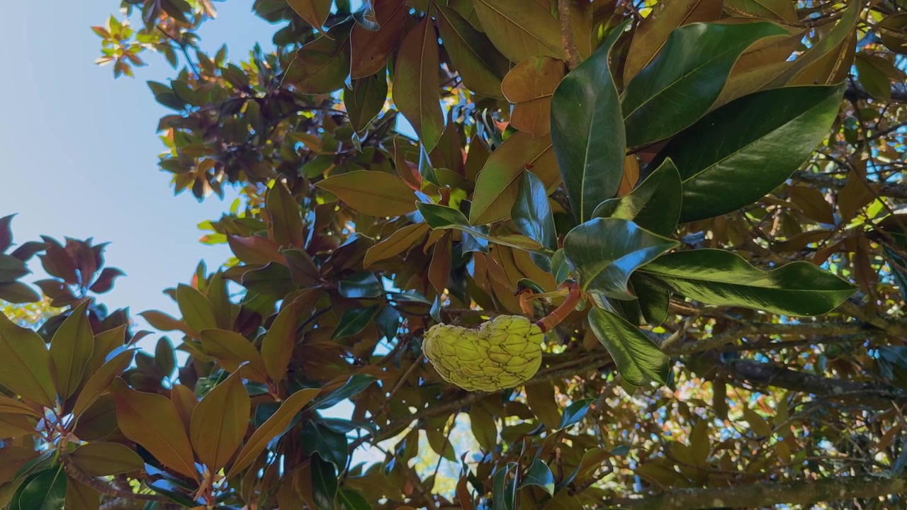 Primo piano estremo focalizzato su un grande baccello di semi di magnolia verde dalla trama intricata (cono del frutto) appeso a un ramo