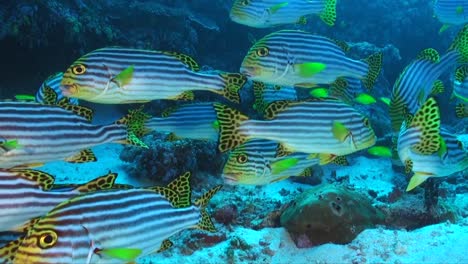 muchos labios dulces de rayas amarillas se acercan a los arrecifes de coral tropicales en las maldivas