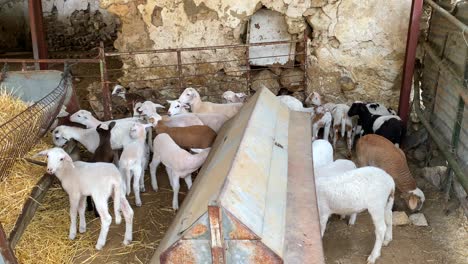 small lambs, baby animals eating at a farm in spain, farm to table, ecological farming, unique dalmatian sheepskin, 4k static shot