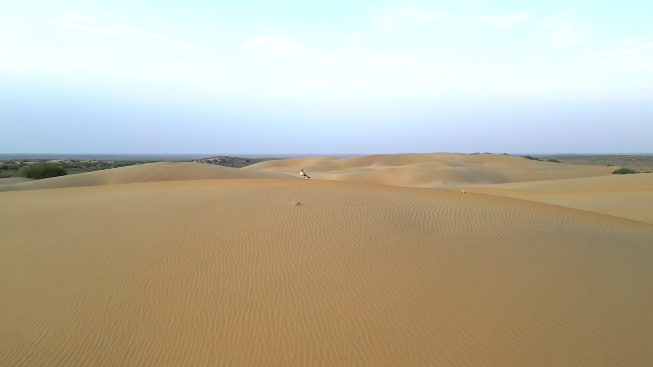 una vasta duna con arena dorada, bañada en la cálida luz del sol bajo un cielo azul claro y un pequeño pájaro se sienta pacíficamente en la arena jaisalmer rajasthan india 4k drone órbita